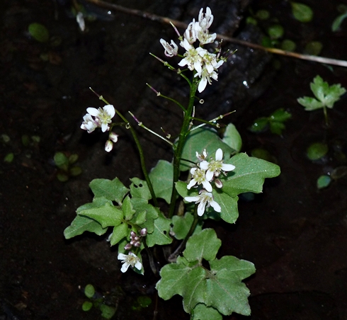 {Cardamine flagellifera}